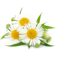 Microgarden Plant Pod - Chamomile Tea 